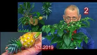 Zwei super Pflanzen Ananas Ernte und Chili Aji charapita geniales Wachstum und Fruchtausbildung