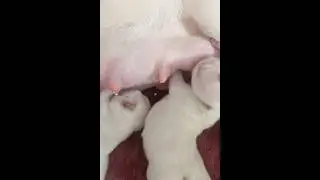 Beautiful bulldog puppies breastfeeding #puppy #cuteanimal #dog #cute #cutepuppy #pets #pistenbully