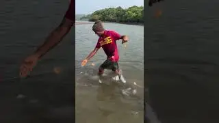 रत्नागिरीच्या खाडीतील मासेमारी |net fishing inRatnagiri#fishing#masemari#netfishing #fishing #viral