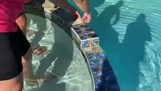 SeaTak Pool Application: Replacing Pool Tiles Without Draining Your Pool