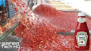 INCRÍVEL PROCESSO DE PRODUÇÃO DE MOLHO DE TOMATE E KETCHUP