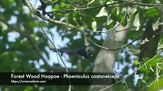 Forest Wood Hoopoe   Phoeniculus castaneiceps     | Gregorious Forest Birds