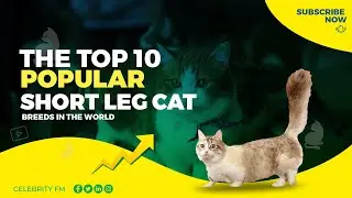 Cute of the Top 10 Cat Breeds with Short Legs