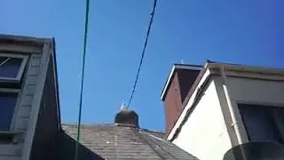 Seagull Control with Catflap