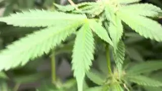 Banner Kush indoors flowering week 4