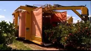 Citrus harvesting in Australia with a Nelson Harvester