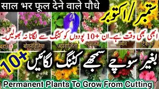 10+Permanent Plants To Grow From Cutting In Sep-oct|Plant Propagation By Cutting In sep|Easy To Grow