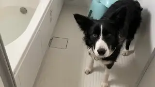 お風呂は苦手なのにワクワクしながらお風呂場に向かう犬の目的が流石でしたw