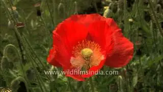 Red Poppy Papaver Flower