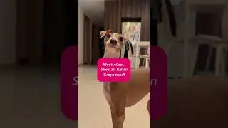 Meet Alice, she&rsquo;s an Italian Greyhound #shorts