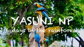 Yasuni NP (4k), 6 Days in the Tropical Rainforest of Ecuador - searching for wildlife in the amazon