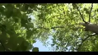 28 So Beautiful  Deeply relaxing music by Paul Collier - Relax Music