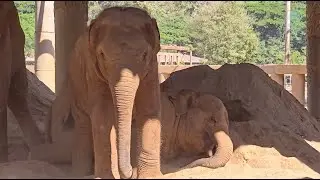 Nap Time for Baby Elephant Chaba - ElephantNews