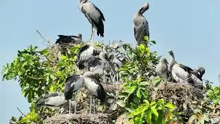 Flight Above Earth The Hidden World of Birds Revealed EP93