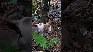#mousehunter.....