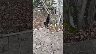Kitu explores without a leash #cat #cute