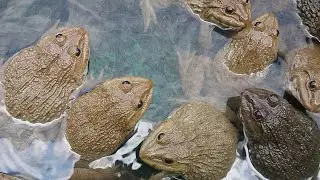 Feeding frogs
