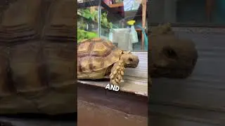 On the edge! #tortoise #cuteanimal #turtle #pets #funnyjokes #cute #motivational #olympics #summer