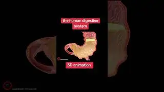 #humandigestivesystem #3danimation #humanphysiology #swallowing #anatomy