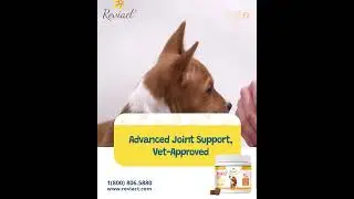 Unlock Mobility, Comfort & Confidence for Your Dog&rsquo;s Hips