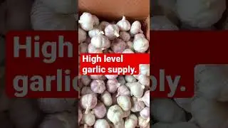 High quality garlic supply +8615813816535