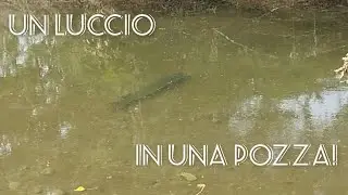 Il recupero di un luccio intrappolato in una pozza d'acqua.