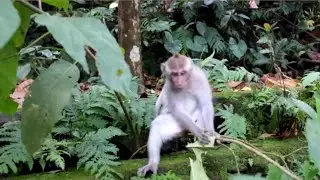 Behavior of Monkey in the Jungle | Monkey Behavior #funny_lover #behavior_of_monkey