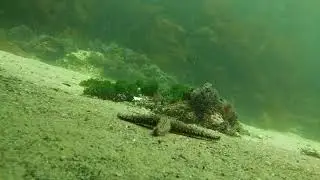 Pipecam: Starfish transit