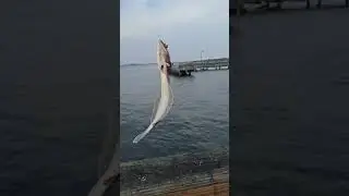 Caught a fluke at Jones Beach Field 10&mdash;too bad it wasn&rsquo;t big enough to bring home 😀