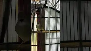 Kapas tembak gacor #birds #burung #kapastembak