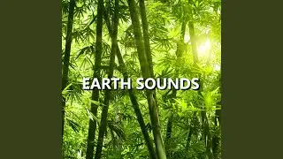 Alluring Summer Nature Recording