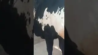 Beautiful Cow Farming || Cow Farming Ideas ||Desi Cow Farming || Australian Cow Farming in Pakistan