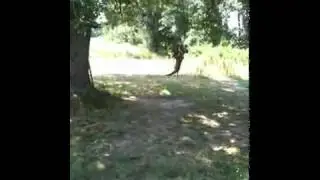 When pet toys fail!!!