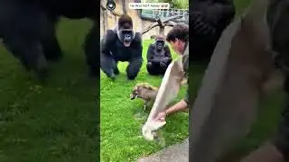 Gorilla Meets a Pig for the First Time 😂🐷#gorillatag  #funny #monkey #animals #viral