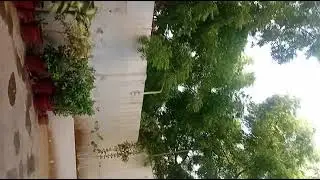 Asar prayer,   trees 🌳 and cats .Plant trees to reduce air pollution #draliimran64