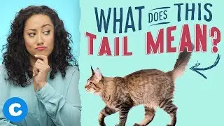 Cat's Tail Meaning: What Your Cat's Tail Says About Her Mood | Chewy