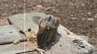 Psalm91, Chipmunks #truth #chipmunks #nature #jesus #bible #psalms #message #wildlife #love #St.Hrtz
