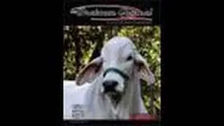 Bulls Eye Ranch Showmanship Clinic