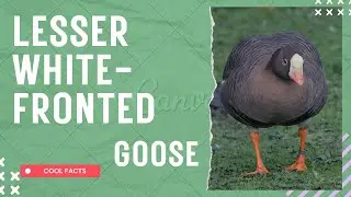 lesser white-fronted goose facts 🦆 breeds in the northernmost Palearctic