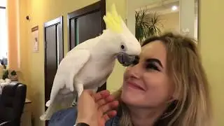 Какаду Кирюня кадрит девочек