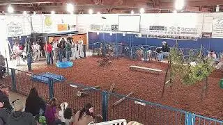 2025 Hancock County Jr Fair Dairy Goat  Show Livestream