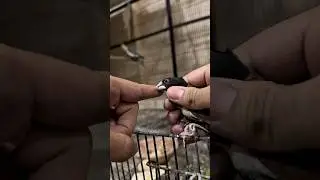 This scary finch in captivity 🤯 #ardailypetvlogs #muniafinch #birdshorts
