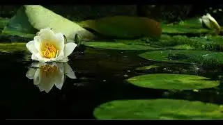 Quiet shimmer