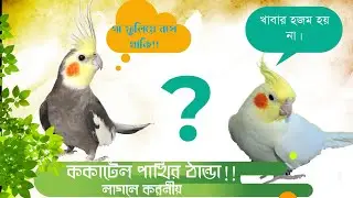 ককাটিয়েল পাখির ঠান্ডার লক্ষণ ও চিকিৎসা//bird sick and symptoms//sick cockatiel treatment.