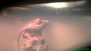 A Flipping Clown Painted Agama (Dragon) HD 1080p