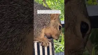 Did you know that squirrel teeth never stop growing?
