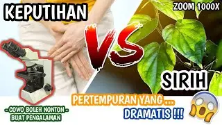 ZOOM 1000X: FUNGUS, ITCHY, AND VAGINAL DISCHARGE IN WOMEN VS. BETEL LEAF