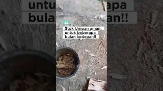 Fishing Adventure #16 Bongkar umpan andalan wader, stok cukup untuk satu bulan #mancing #shortvideo