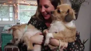 PAWS Atlanta: Saving Lives for over 50 Years