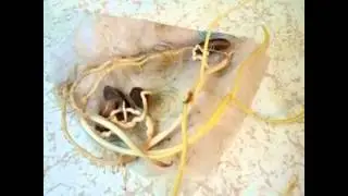 Growing Date Palm seeds in a ziploc bag: Forgotten but with amazing growth. Pt. 1